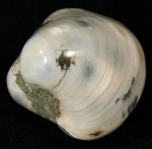 Polished Fossil Astarte Clam - Small Size #18129